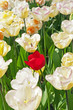 White tulips with one red standing out.