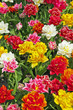 Diverse colorful flowers in spring garden. Keukenhof. Lisse.