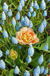 Blue bell flowers with one pink tulip standing out. Keukenhof. L