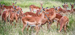 Wild gazelles