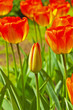 Red tulips in bloom with one closed standing out. Keukenhof. Lis