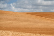 wave field