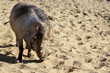 Male Warthog