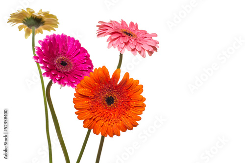 Photo: gerbera gerbera
