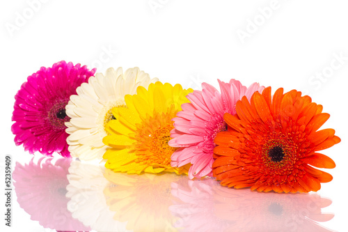 Photo: gerbera gerbera