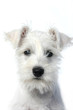 schnauzer dog portrait