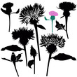 Vektor: Milk thistle thistle flowers Milk thistle thistle flowers