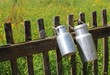 milchkannen am gartenzaun