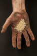 Foto: Rice in dirty hand 3 Rice in dirty hand 3