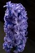 hyacinth blue purple flower closeup macro on black