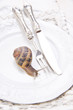 Foto: Lunch of Snails Lunch of Snails