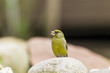 Photo: Grünfink (Carduelis chloris) Grünfink (Carduelis chloris)