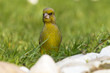 Photo: Grünfink (Carduelis chloris) Grünfink (Carduelis chloris)