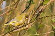 Photo: Grünfink (Carduelis chloris) Grünfink (Carduelis chloris)