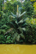 tropical jungles of South East Asia