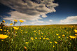 Spring Summer Meadow