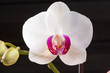 Closeup white orchid Phalaenopsis cultivars hybrid flower