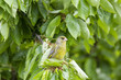 Grünfink (Carduelis chloris)