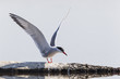 Photo: Fluss-Seeschwalbe (Sterna hirundo) Fluss-Seeschwalbe (Sterna hirundo)