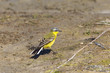 Schafstelze (Motacilla f. flava)