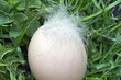 Egg in the grass