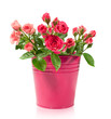 bouquet of roses in a bucket