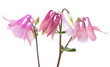 Flowers bells isolated