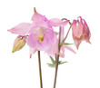 Flowers bells isolated