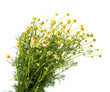 Medical chamomile