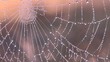 Spider's web in dew