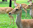 Antelope