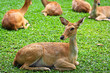 Antelope