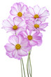 cosmos flower