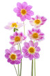 dahlia