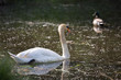 Photo: Cygne et canard colvert Cygne et canard colvert