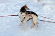 Harnessed in a cart sled dogs. Siberian Laika