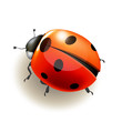 Ladybird. Vector illustration.