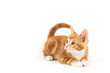 Photo: Little red kitten, looking up Little red kitten, looking up