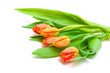 Foto: tulips on white background tulips on white background