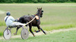 Course Hippique #56