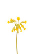 Yellow primrose flower