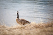 Goose