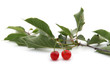 Photo: cerises cerises