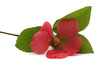 Photo: fleur fleur