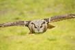 flying eagle owl