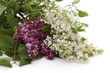 lilas