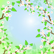 Decorative background with spring white blooming trees, eps10