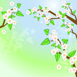 Decorative background with spring white blooming trees, eps10