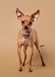 Russian toy terrier puppy on light brown background