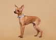 Russian toy terrier puppy on light brown background